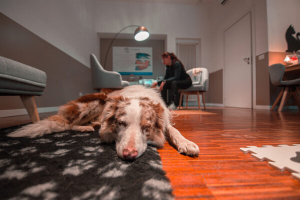 biorisonanza-22-web biorisonanza-22-web